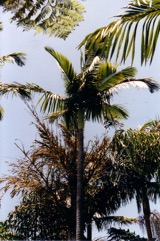 Alexander palm, Alexandra Palm, King palm
