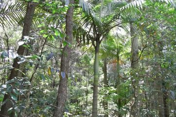 Alexander palm, Alexandra Palm, King palm