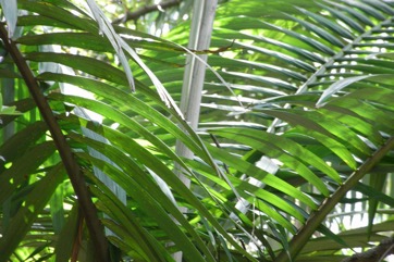 Alexander palm, Alexandra Palm, King palm