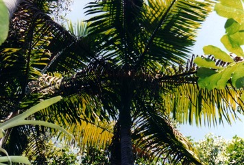 Bangalow palm, Piccabeen palm