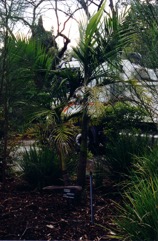Bangalow palm, Piccabeen palm