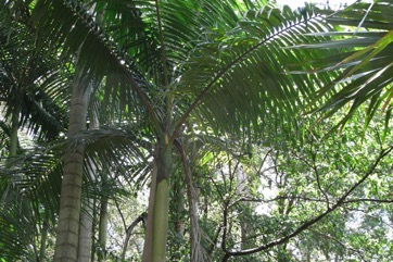 Bangalow palm, Piccabeen palm