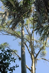 Bangalow palm, Piccabeen palm