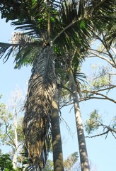 Bangalow palm, Piccabeen palm
