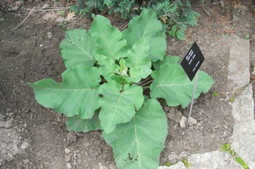 Burdock, Beggar"s buttons, Edible burdock