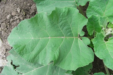Burdock, Beggar"s buttons, Edible burdock