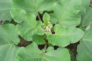 Burdock, Beggar"s buttons, Edible burdock