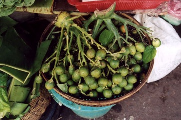 Betel nut