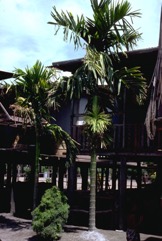 Betel nut
