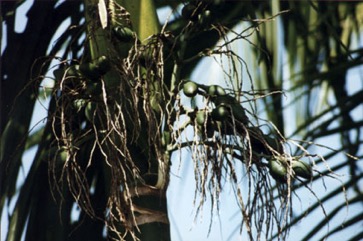 Betel nut
