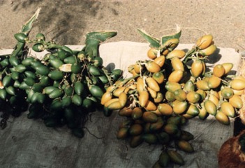 Betel nut