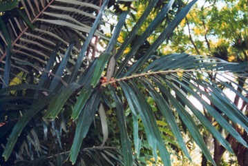 Cabbage palm, Australian Sugar Palm