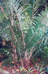 Cabbage palm, Australian Sugar Palm