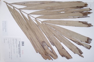 Cabbage palm, Australian Sugar Palm
