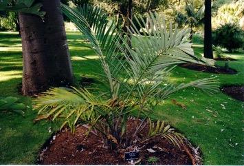 Dwarf sugar Palm, Formosan Sugar Palm, Taiwan arenga
