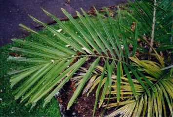 Dwarf sugar Palm, Formosan Sugar Palm, Taiwan arenga