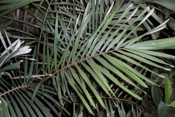 Dwarf sugar Palm, Formosan Sugar Palm, Taiwan arenga