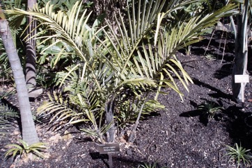 Dwarf sugar Palm, Formosan Sugar Palm, Taiwan arenga