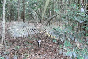 Dwarf sugar Palm, Formosan Sugar Palm, Taiwan arenga