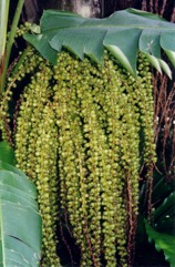 Black Sugar palm