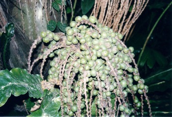 Black Sugar palm