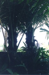 Black Sugar palm