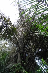 Black Sugar palm