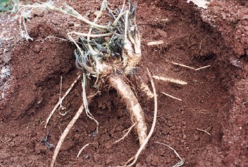 Horseradish