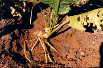 Horseradish