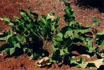 Horseradish