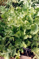 Horseradish