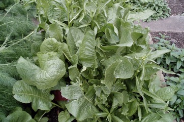 Horseradish
