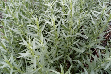 Tarragon, French Tarragon, Russian tarragon