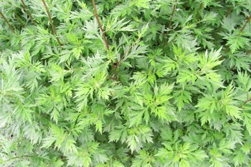 Mugwort, Artemisia shoot, Slender artemisia