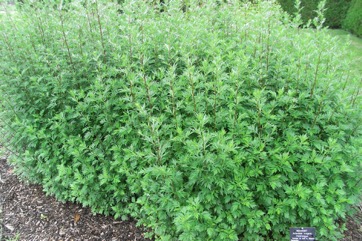 Mugwort, Artemisia shoot, Slender artemisia