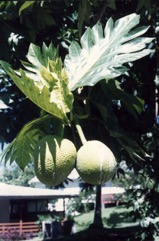 Breadfruit