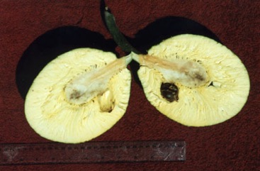 Breadfruit