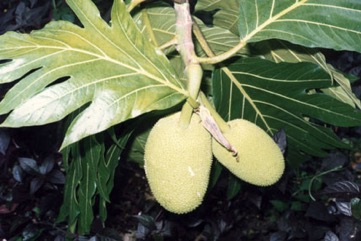 Breadfruit