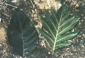 Breadfruit