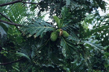 Breadfruit
