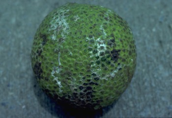 Breadfruit