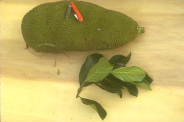 Jackfruit