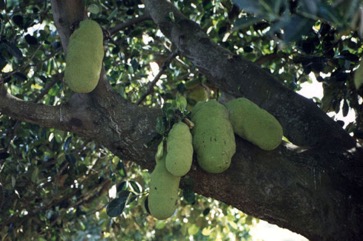 Jackfruit