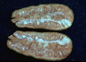 Jackfruit