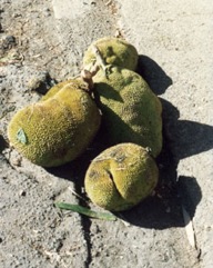 Jackfruit