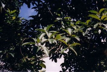 Chempedak