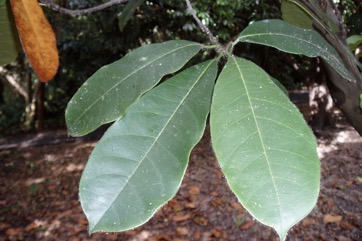 Chempedak