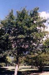 Chempedak