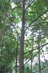 Pudau, Pudu