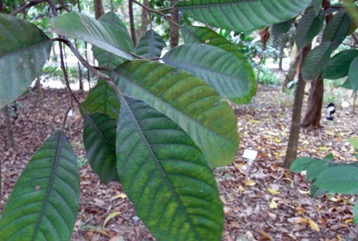 Pudau, Pudu